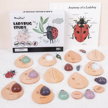 Load image into Gallery viewer, Ladybug Study