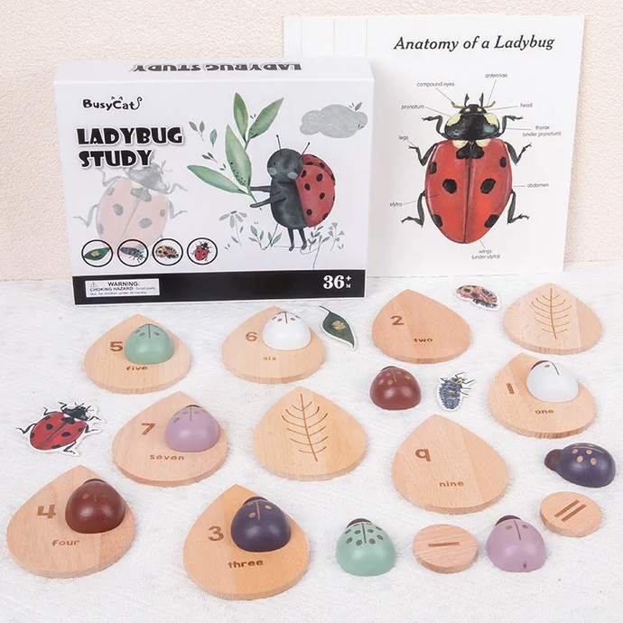 Ladybug Studies Teaching Timbers